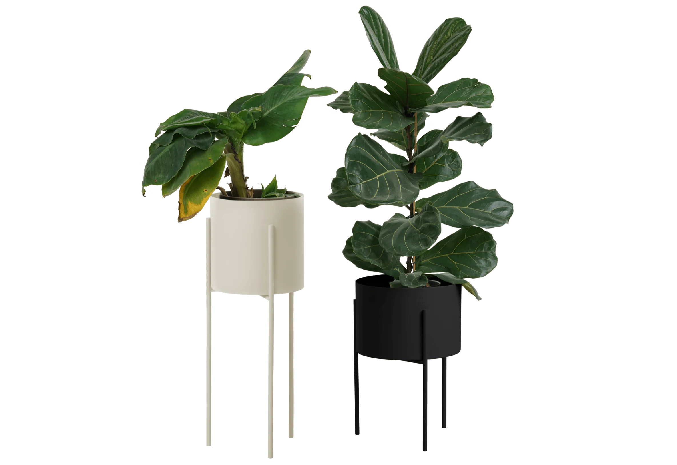 Maki Wide & Tall Bundle - Image 4
