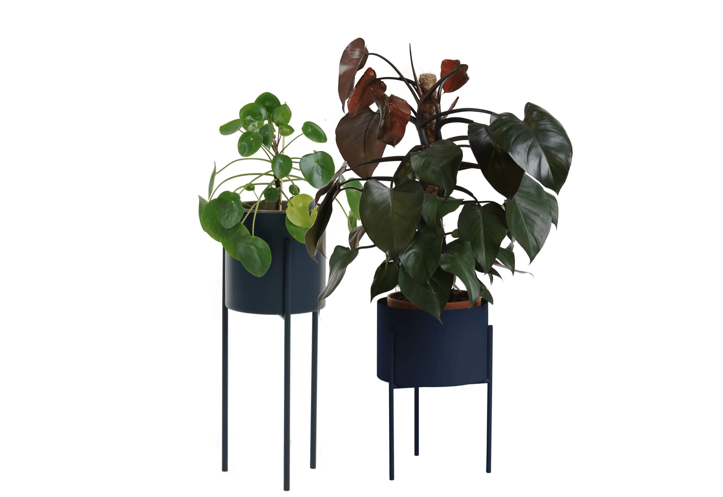 Maki Wide & Tall Bundle - Image 6